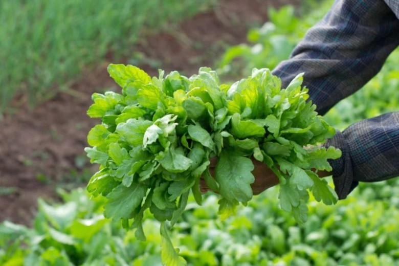 1. Bài thuốc chữa bệnh từ cải cúc