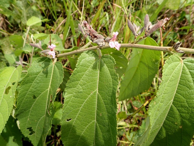 3. Lưu ý khi sử dụng an xoa