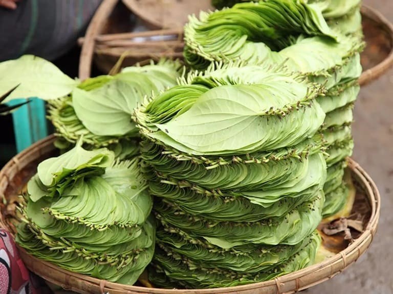 Thành phần hóa học của trầu không: