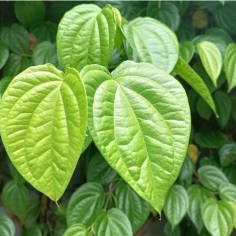 Trầu không – Piper betle, Piperaceae