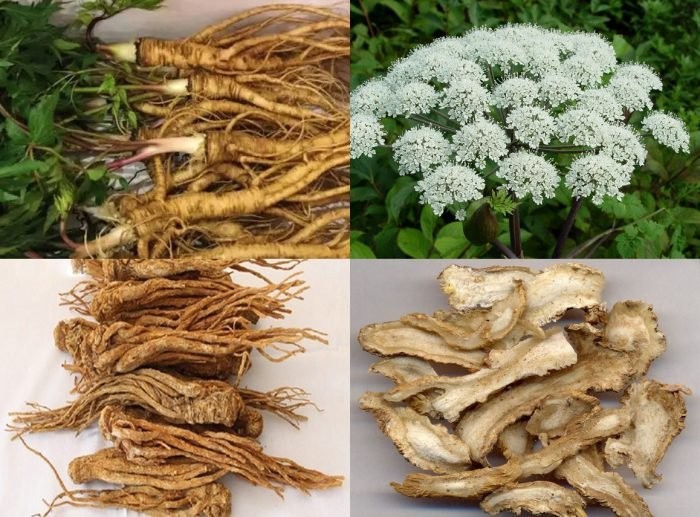 4 vị thuốc nam là nhưng vị thuốc dược liệu quý có tác dụng bổ huyết