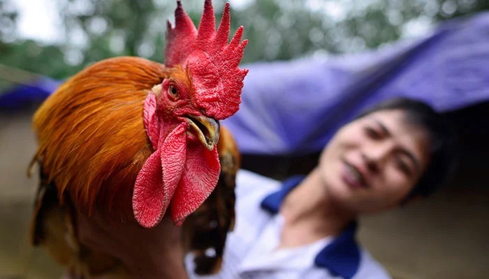 Tại sao nên chọn gà trống thiến để cúng?