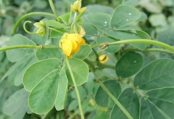3. Cách sử dụng hạt muồng giảm cân