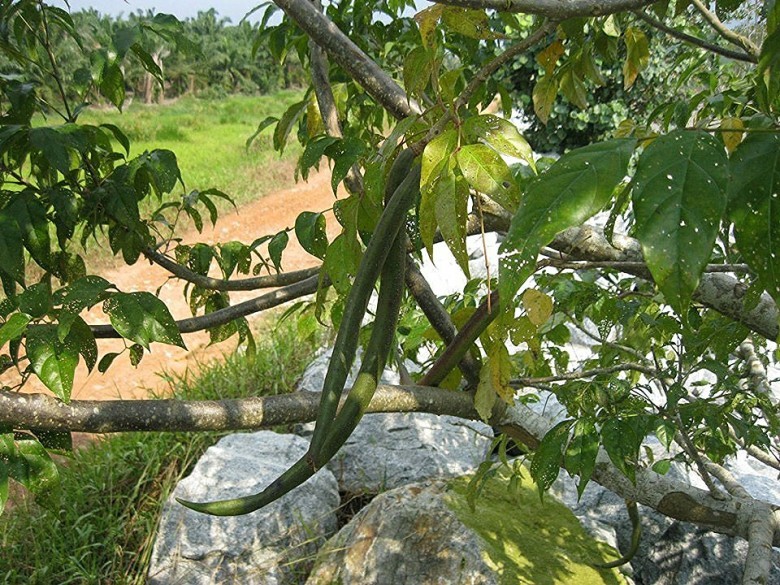 Nghiên cứu quy trình chiết xuất các hợp chất iridoid từ cây Quao nước (Dolichandrone spathacea) và tổng hợp một số dẫn xuất để tạo chế phẩm hạ đường huyết