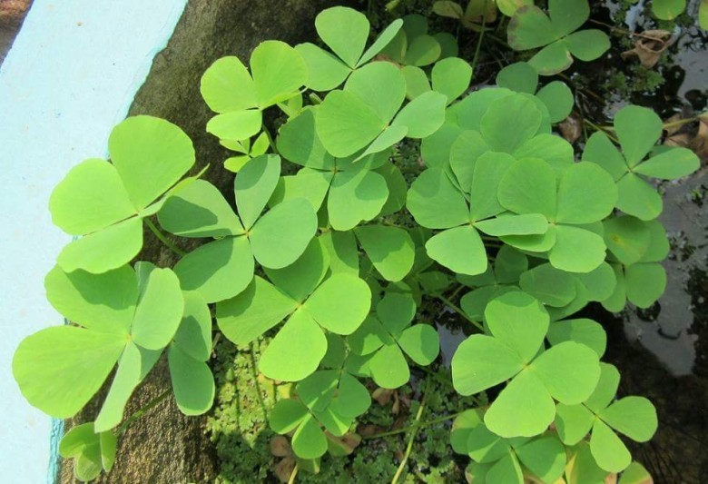 Công dụng của rau bợ nước