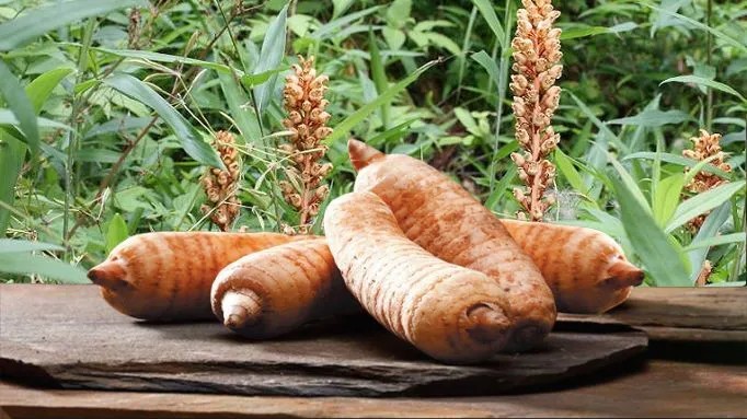 Thiên ma - Vị thuốc trị tê nhức