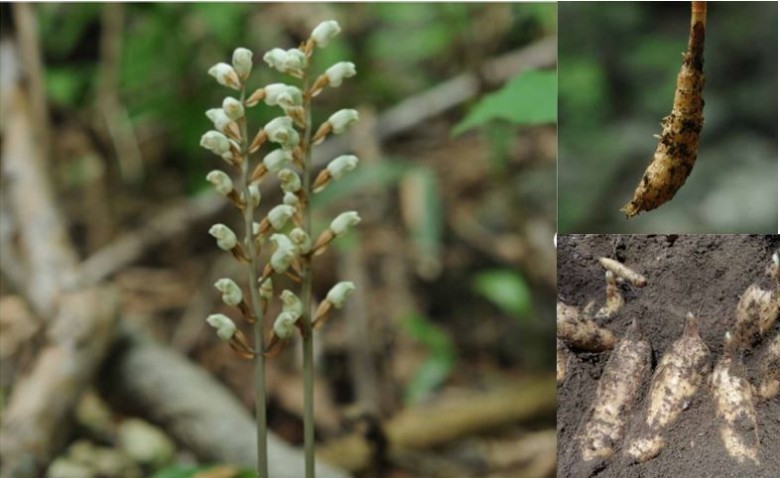 Thiên ma –Gastrodia elata , Orchidaceae