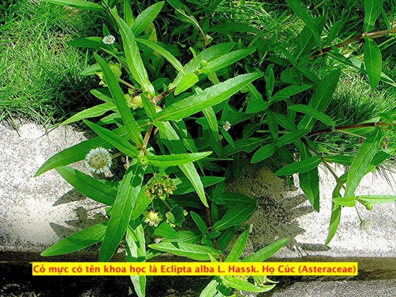 Tác Dụng Đa Dạng Của Cây Cỏ Mực Trong Y Học Cổ Truyền