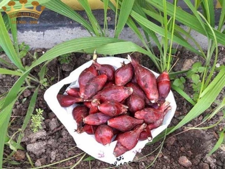 Giới Thiệu Chung