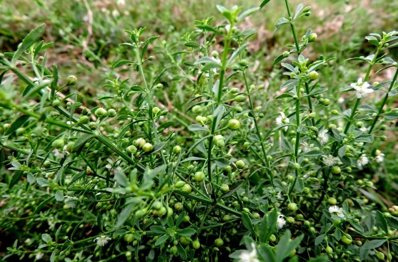 Cây Cam Thảo Đất, với tên khoa học là Scoparia dulcis L., thuộc họ Hoa mõm chó
