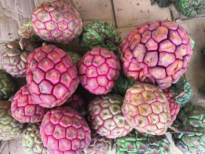 Giới thiệu cây Na Rừng Việt Nam