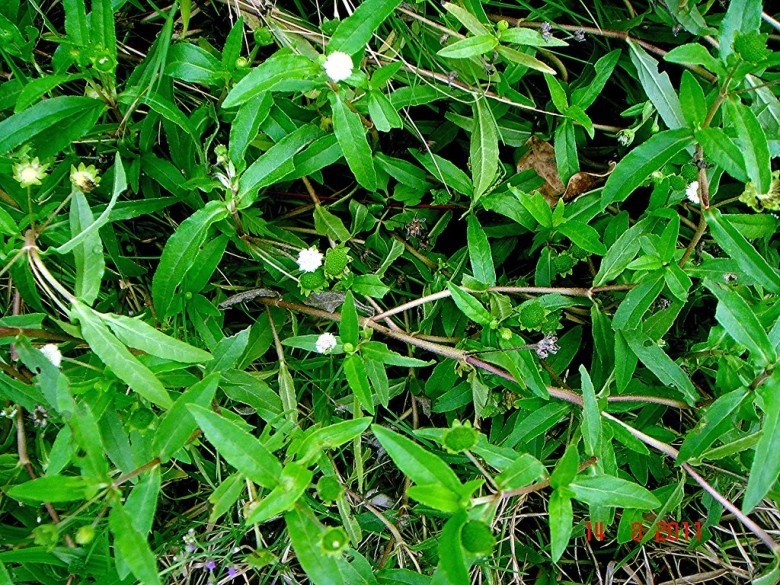 11. CỎ NHỌ NỒI