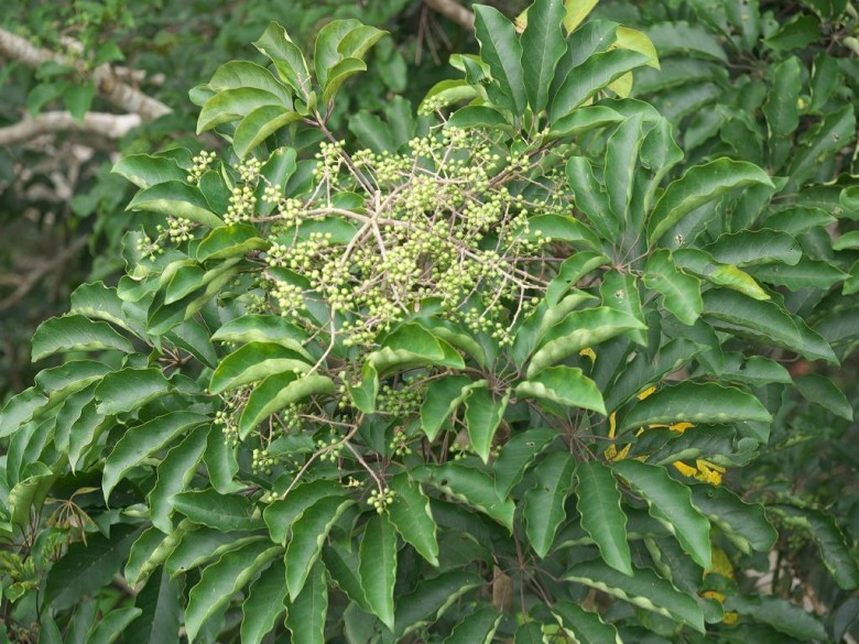 50. NGŨ GIA BÌ CHÂN CHIM