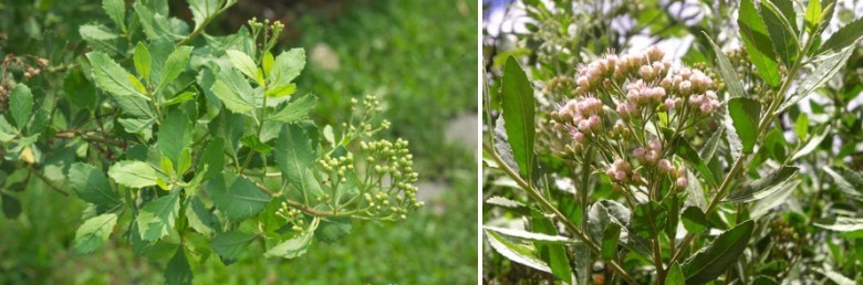SÀI HỒ VIỆT NAM - Pluchea pteropoda Héml, họ Cúc (Asteraceae) còn gọi là Sài hồ nam – Cây lức – Hải sài hồ.