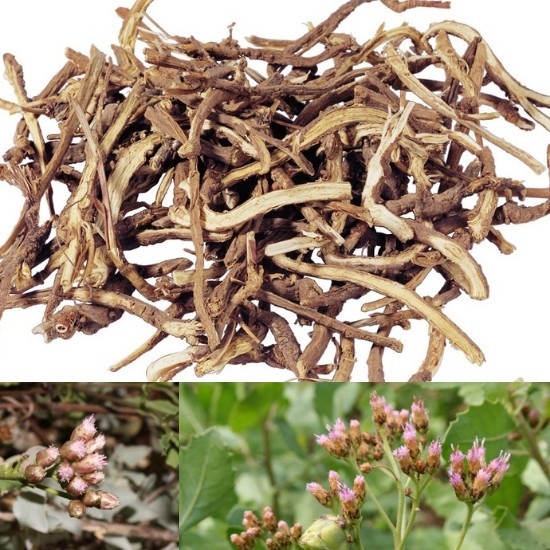 LỨC (Rễ) Radix Plucheae pteropodae