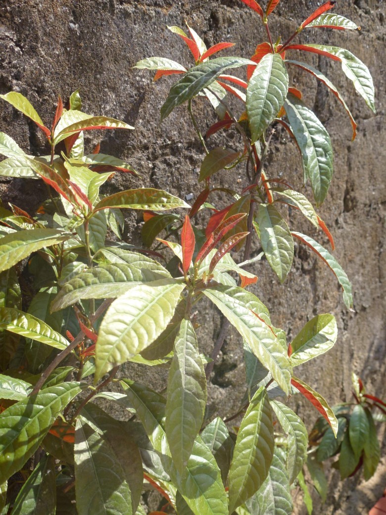 1.Tổng quan