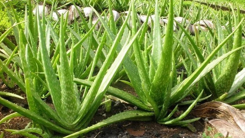 1. Cây Lô hội hay Lưu hội, Nha đam - Aloe vera L, var. chinensis (Haw.) Berger