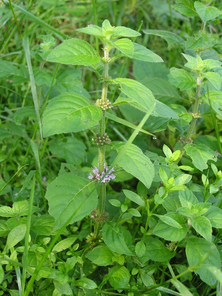 2. Cây Bạc hà – Mentha arvensis