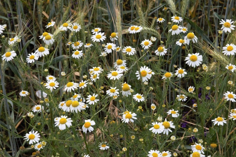 3. Cúc La Mã (Chamomile), cây Dương cam cúc - Matricaria chamomilla L