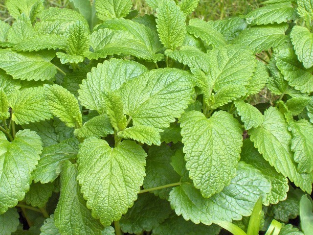 4. Kinh Giới (Lemon Balm)