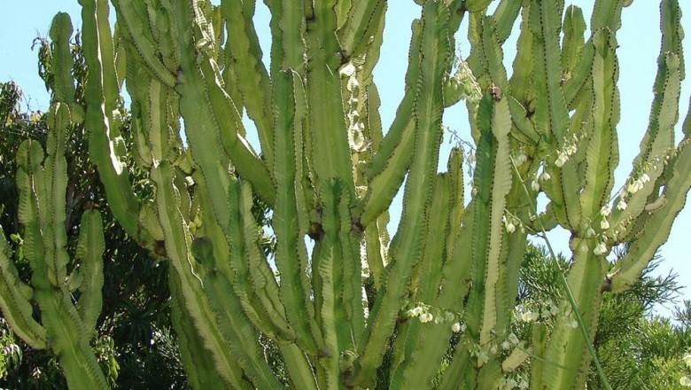 5. Xương Rồng (Cactus) cây Xương rồng ông, Xương rồng ba cạnh - Euphorbia antiquorum L