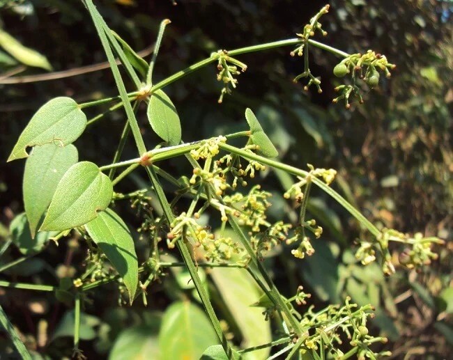 THIẾN THẢO (Radix rubiae cordifliae)