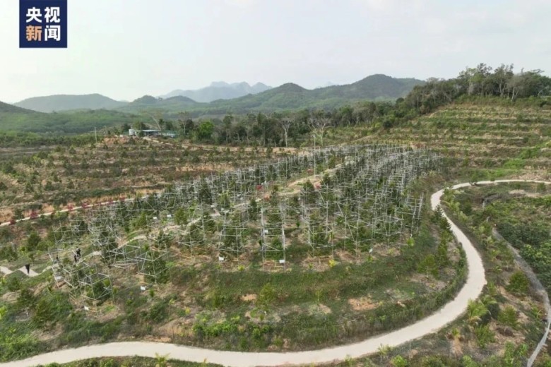 Tình hình trồng sầu riêng tại Trung Quốc