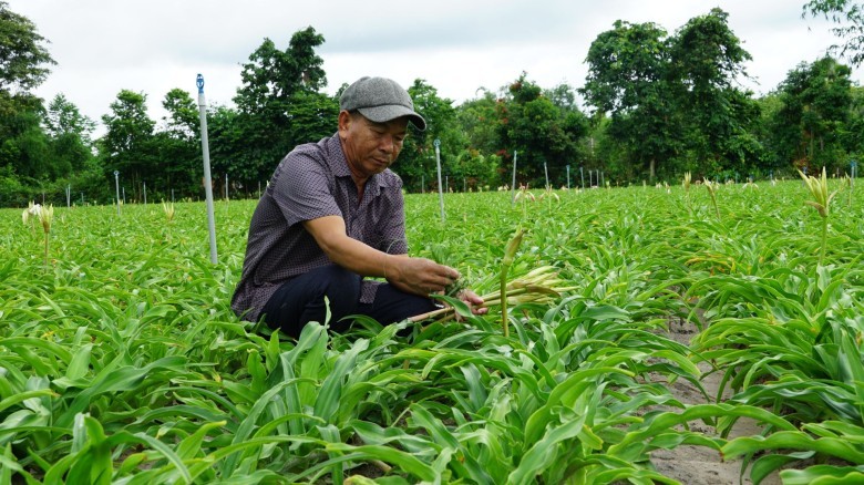Lịch Sử Trồng Cây Trinh Nữ Hoàng Cung tại Tây Ninh
