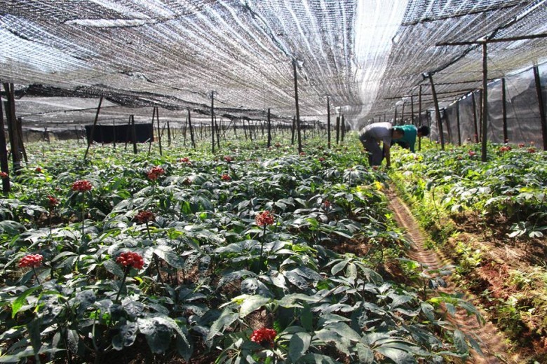 3. Giá Cả và Thị Trường Tam Thất