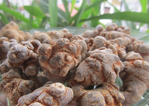 Địa Chỉ Mua Tam Thất Uy Tín