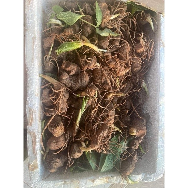 Mua Củ và Cây Giống Cây Bảy Lá Một Hoa