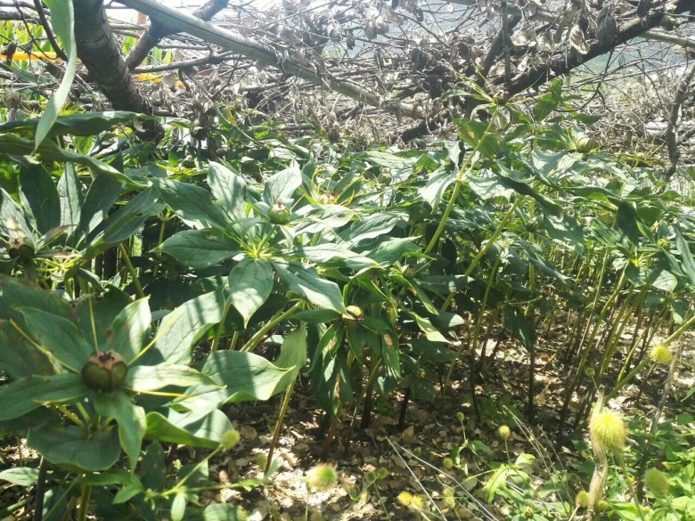Giới thiệu
