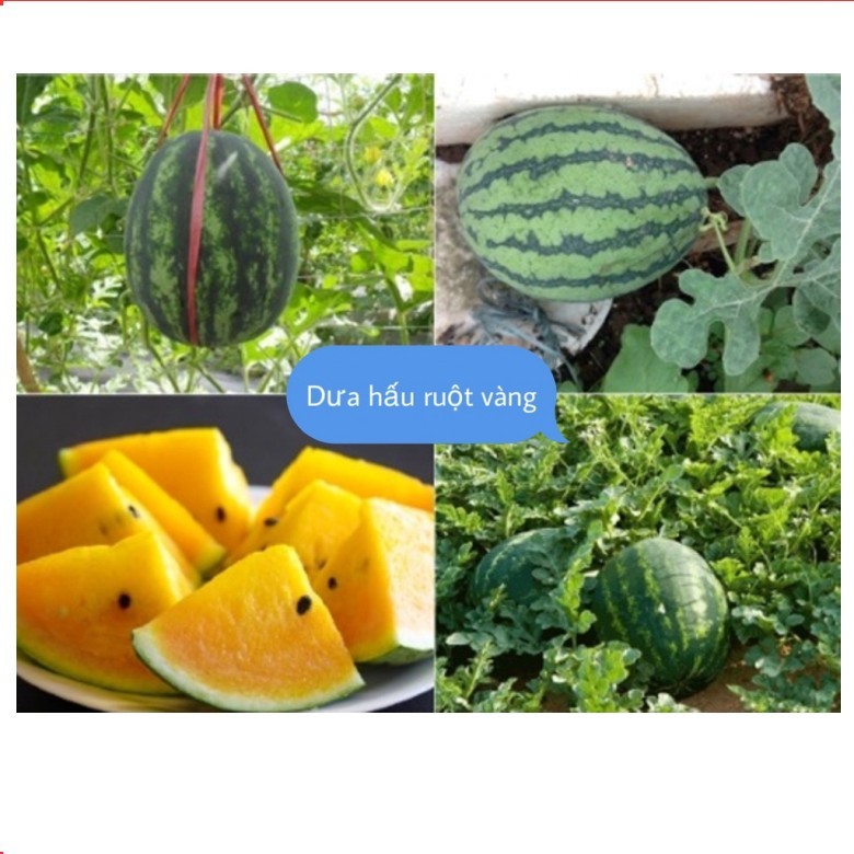 Mua Hạt Giống Dưa Hấu Vàng