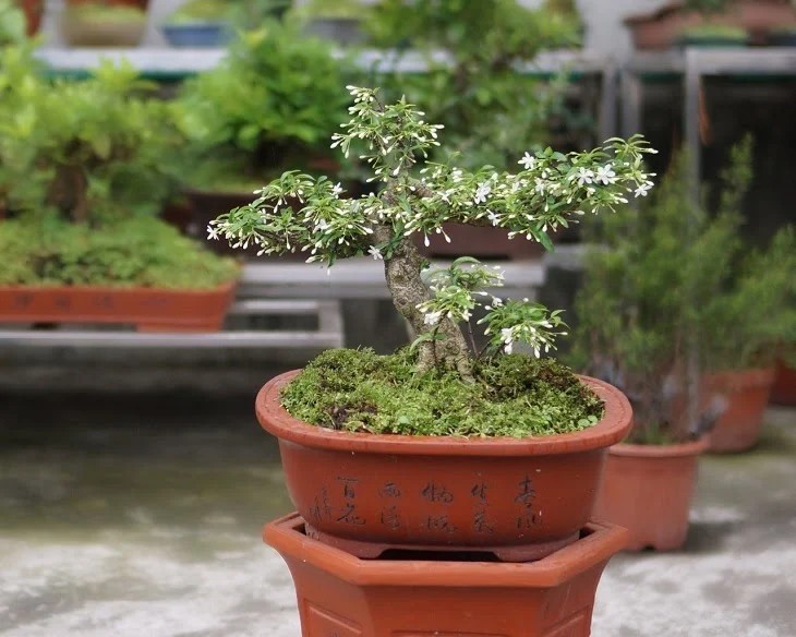 Đặc Điểm và Ý Nghĩa Phong Thủy