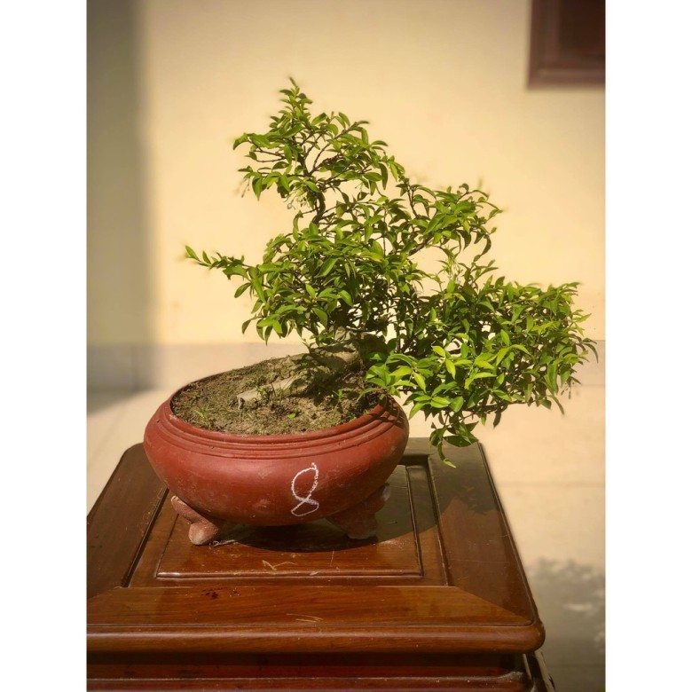 Mua Cây Mai Chiếu Thủy Chất Lượng Ở Đâu?
