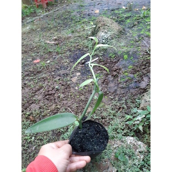 Bầu giống cây vanilla (vani)