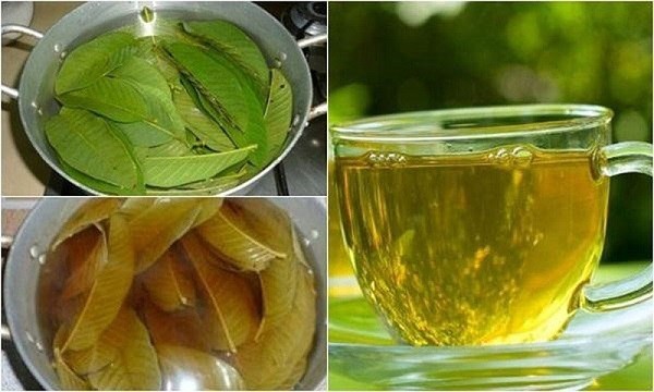 Công Dụng Của Lá Ổi: Bằng Chứng Khoa Học