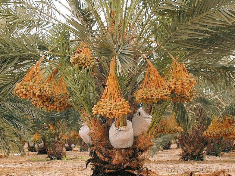 2. Đặc Điểm Thực Vật