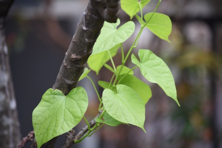 Cây thuốc quý có sẵn ở Việt Nam, vừa bổ não vừa chống ung thư hiệu quả