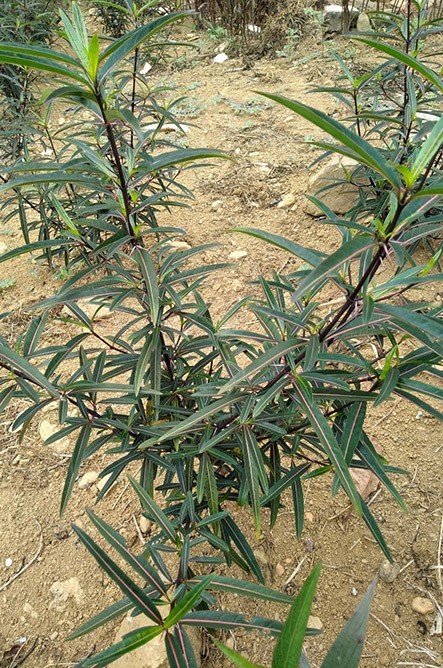 Mô tả cây