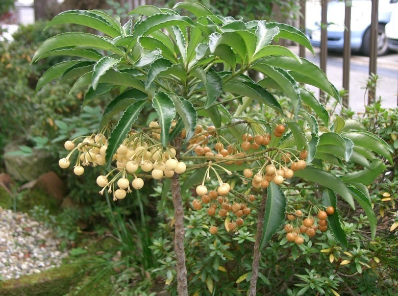 1. Giới thiệu về cây Trọng Đũa