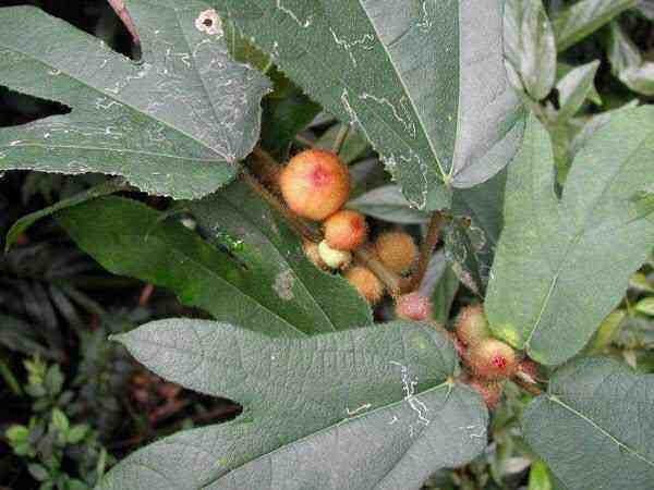 Thông tin mô tả cây Vú bò sẻ, Vú lợn, tên khoa học: Ficus simplicissima Lour