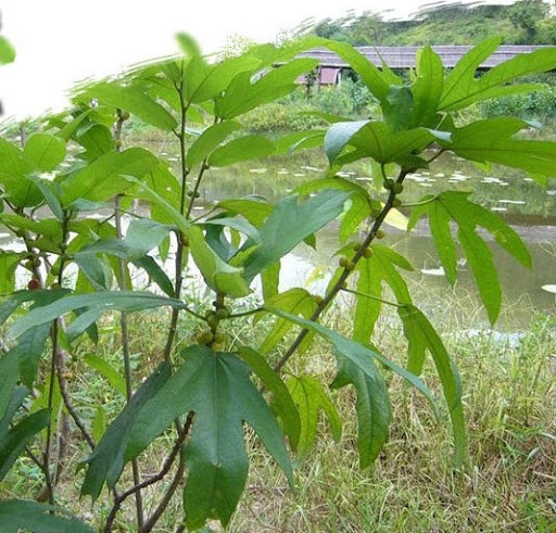 Ficus hirta subsp. roxburghii (Miq.) C.C.Berg :  Vú bò, Ngõa khỉ, Ngái lông