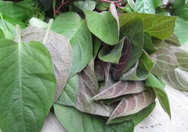 3. Những ứng dụng của cây mơ lông trong cuộc sống