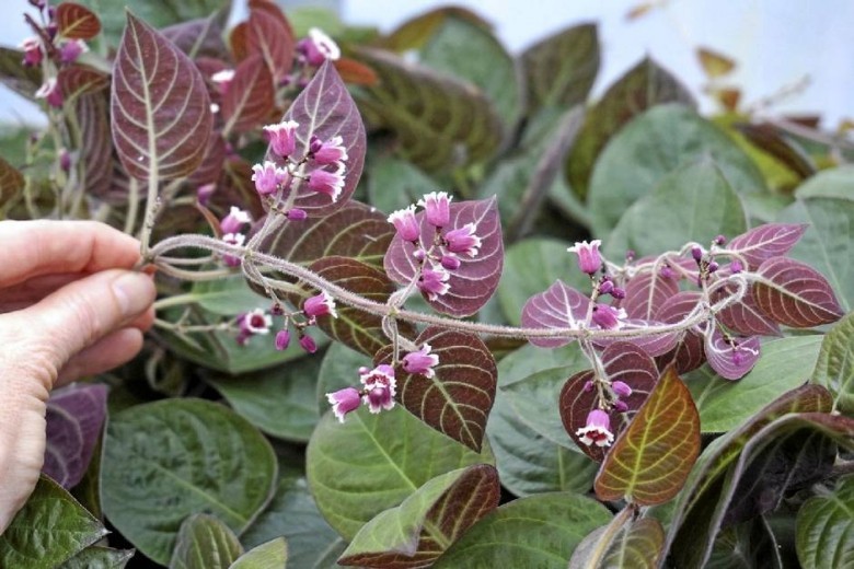 Thông tin về cây Mơ lông-Paederia foetida , Rubiaceae