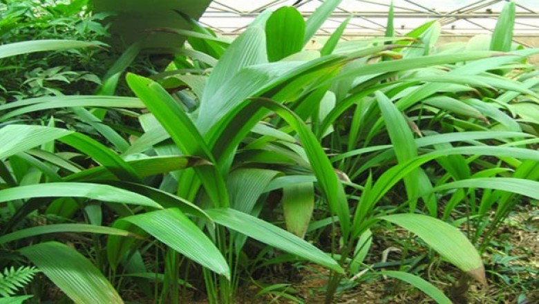 Nhân giống cây Sâm cau - Curculigo orchioides