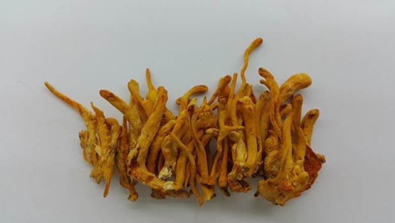 Nghiên cứu nuôi trồng stroma nhộng trùng thảo - Cordyceps militaris