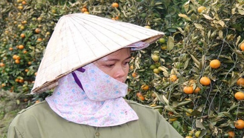 10 cảnh sát điều tra vụ nông dân trồng quất bị phá hoại