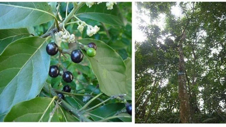 Nghiên cứu các hợp chất có hoạt tính sinh học của cây bời lời nhớt (Litsea glutinosa)