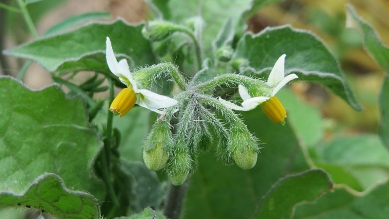 Cây dược liệu cây Lu lu đực - Solanum nigrum